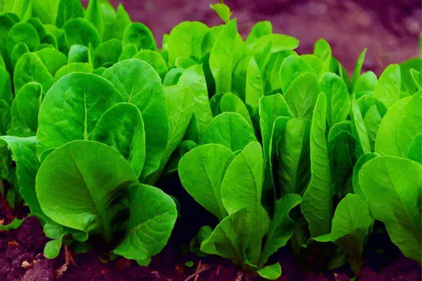 Fresh 200+ Spinach Seeds For Planting Space Hybrid Spinach Garden