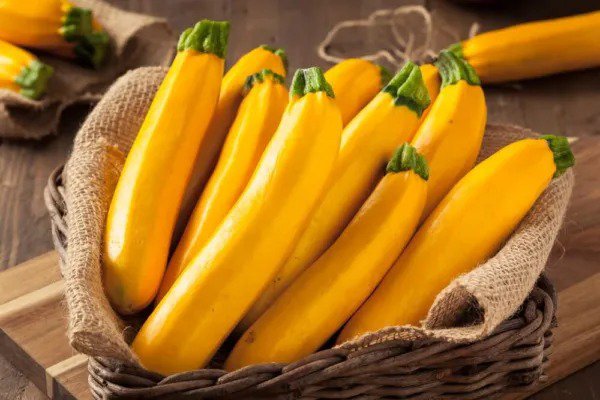 Fresh 10 Goldy Squash Seeds For Planting Beauitful Golden Zucchini Squash Garden