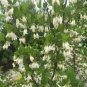 Fresh 6 American Snowbell Bush Seeds For Planting Styrax Americanus Elegent Weepin Garden