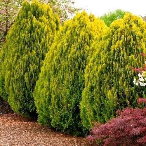 Fresh 30 Golden Oriental Arborvitae Tree Seeds For Planting Platycladus Orientalis A Garden