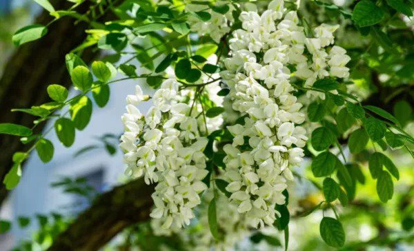 Fresh 30 Black Locust Tree Seeds For Planting Robinia Pseudoacacia Garden