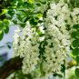 Fresh 30 Black Locust Tree Seeds For Planting Robinia Pseudoacacia Garden
