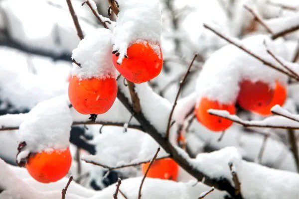 Fresh 30 Date Plum Tree Seeds For Planting Diospyros Lotus Garden