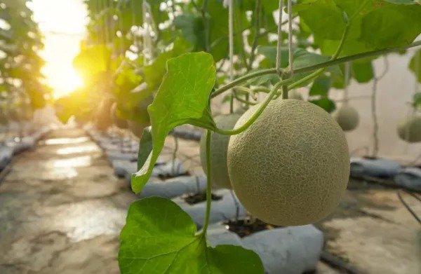 Fresh 20 Hanging Melon Seeds For Planting Delicious Melons Made In U Garden