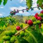 Fresh Arabica Coffee Tree Seeds 5 Seeds To Plant Great Exotic Indoor Houseplant Garden