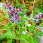 Fresh 50 Greater Burdock Root Seeds To Plant Arctium Lappa Garden