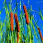 Fresh Cattail Seeds For Planting 5 000+ Seeds Attractive Aquatic Plant Garden