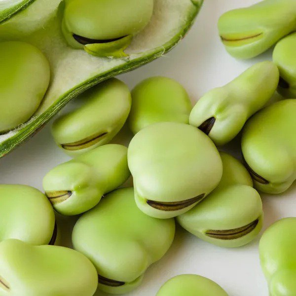 Fresh 25 Aquadulce Fava Bean Seeds For Planting Garden