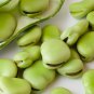 Fresh 25 Aquadulce Fava Bean Seeds For Planting Garden