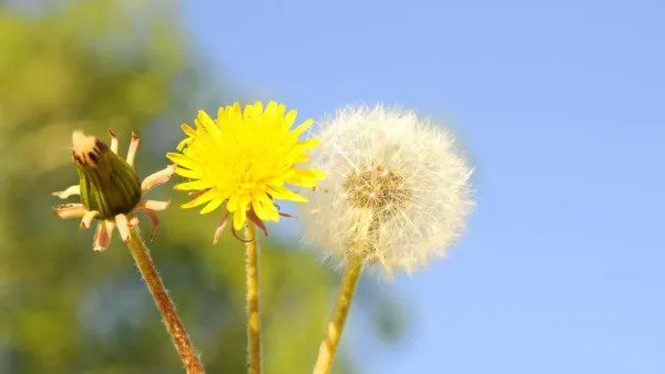 Fresh 500 Dandelion Herb Seeds For Planting Taraxacum Officinale Perennial Herb Flow Garden