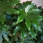 Fresh 20 Paperplant Seeds For Planting Fatsia Japonica Great Indoor Plant Or Annua Garden