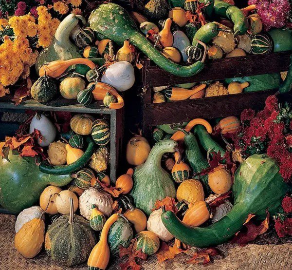 Fresh Large Gourd Mix Seeds To Grow 25+ Seeds Grow Your Own Fall Decor Garden