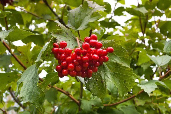 Fresh 30 American Highbush Cranberry Seeds For Planting Viburnum Trilobum Garden