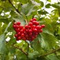 Fresh 30 American Highbush Cranberry Seeds For Planting Viburnum Trilobum Garden