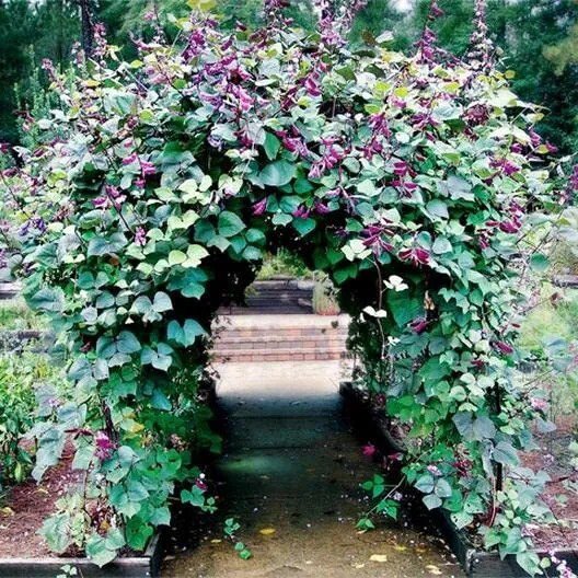 Fresh Hyacinth Bean Vine Seeds 20 Seeds Grow Purple Pod Beans Dolichos Lablab Garden