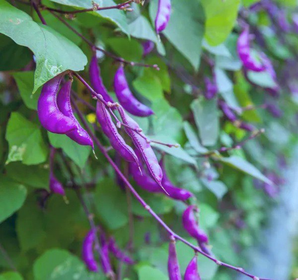 Fresh Purple Hyacinth Bean Vine Seeds 15 Seeds Grow Purple Pod Beans Dolichos La Garden