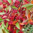 Fresh 30 Red Chokeberry Seeds For Planting Aronia Arbutifolia Aronia Berry Tree Garden