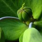 Fresh 30 Mole Plant Seeds Euphorbia Lathyris Caper Spurge Garden