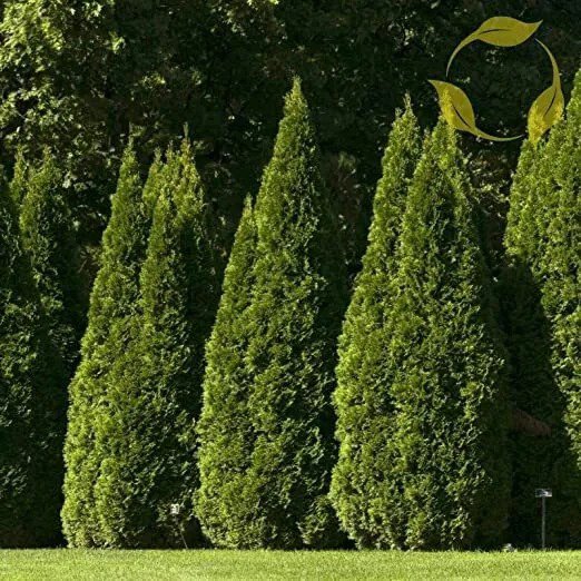 Fresh 40 Oriental Arborvitae Tree Seeds For Planting Platycladus Orientalis Garden