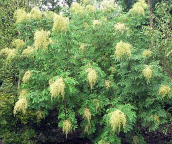 Fresh 30 Chinese Sumac Tree Seeds Nutgall Tree Rhus Chinensis Garden