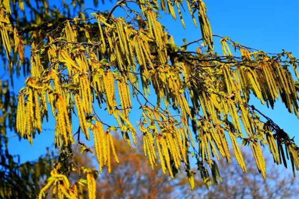 Fresh 30 Hazel Alder Tree Seeds For Planting Alnus Incana Rugosa Garden