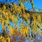 Fresh 30 Hazel Alder Tree Seeds For Planting Alnus Incana Rugosa Garden