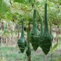 Fresh Caveman'S Club Gourd Seeds For Planting 20 Seeds Big Club Shaped Gourds Sh Garden