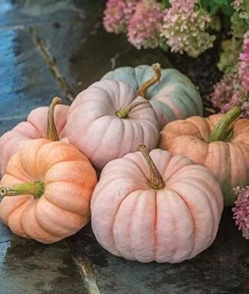Fresh Rare Pink Pumpkin Seeds For Planting 10 Seeds Porcelain Doll Pumpkins Garden