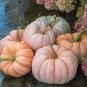 Fresh Rare Pink Pumpkin Seeds For Planting 10 Seeds Porcelain Doll Pumpkins Garden