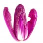 Fresh 30 Red Chinese Cabbage Seeds Edible Chinese Cabbage Is A Superfood Ships Fro Garden