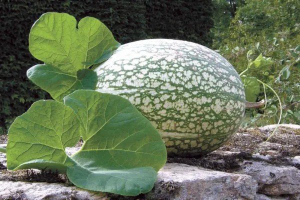 Fresh 10 Shark Fin Melon Seeds For Planting Fig Leaf Gourd. Very Vibrant Colors. Garden