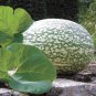 Fresh 10 Shark Fin Melon Seeds For Planting Fig Leaf Gourd. Very Vibrant Colors. Garden