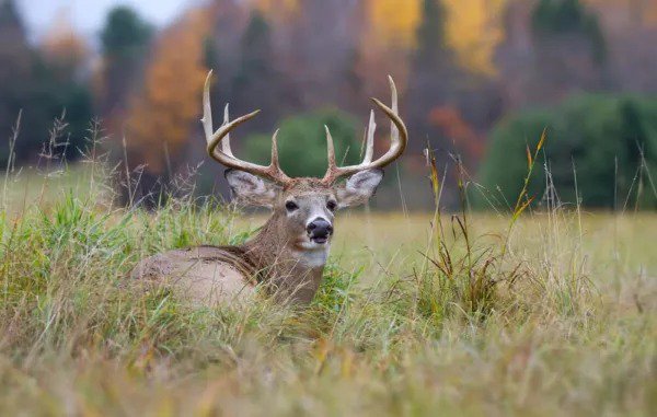 Fresh Dinner Getter Whitetail Deer Food Plot Seeds For Planting 10 Way Mix 8 Pound Garden