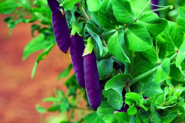 Fresh Purple Pod Pea Seeds For Planting 10 Seeds Heirloom And Non Gmo Easy To Gro Garden