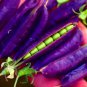 Fresh Purple Pod Pea Seeds For Planting 15 Rare Seeds Heirloom And Non Gmo Early Garden