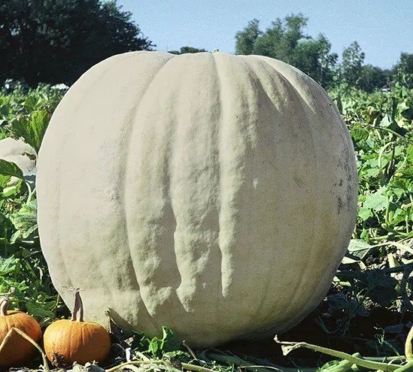 Fresh Giant Show Winner Pumpkin Seeds For Planting 5 Rare Seeds Gian Garden