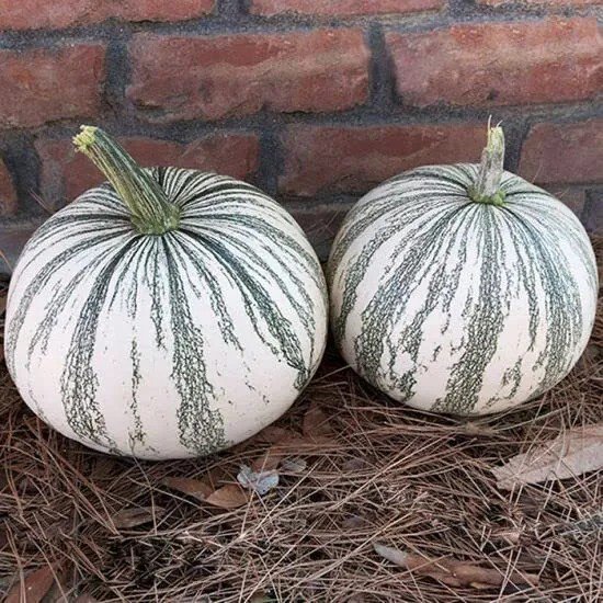 Fresh Silver Edge Pumpkin Seeds For Planting (10 Seeds) Exotic Striped Squash That I Garden