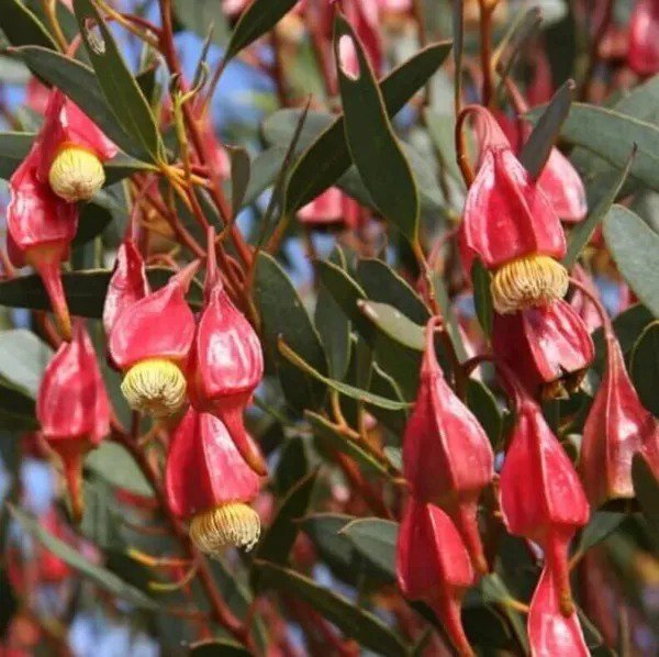 Fresh Fuschia Gum Tree Seeds For Planting (30 Seeds) Eucalyptus Forrestiana Garden