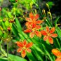 Fresh 15 Leopard Lily Seeds For Planting Belamcanda Chinensis Garden