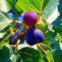 Fresh 10 Edible Fig Tree Seeds Ficus Carica Garden