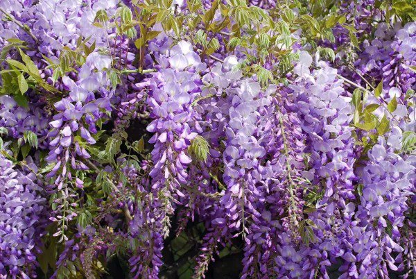 Fresh Exotic Chinese Wisteria Vine Seeds 10 Pack Wisteria Sinensis 10 Seeds To Gr Garden