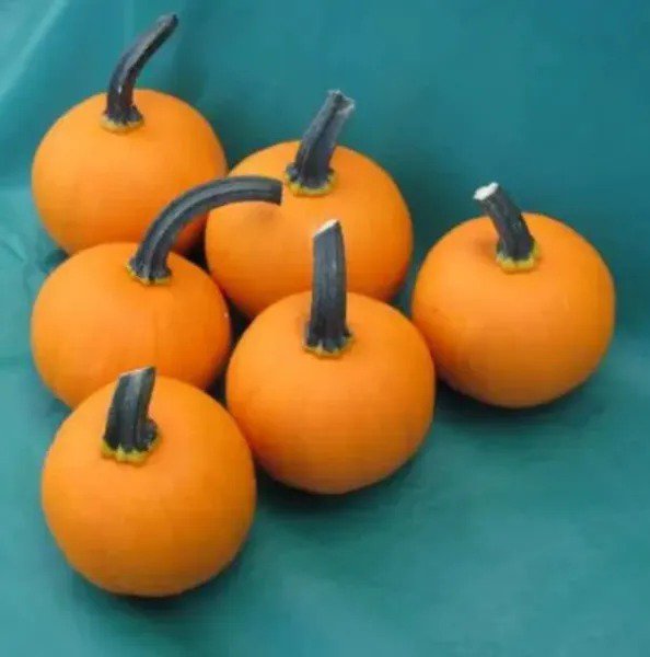 Fresh Kandy Korn Plus Pumpkin Seeds For Planting (10 Seeds) True Mini Pumpkin Look A Garden