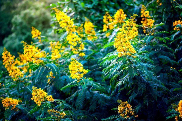 Fresh 30 American Senna Seeds Senna Hebecarpa Garden