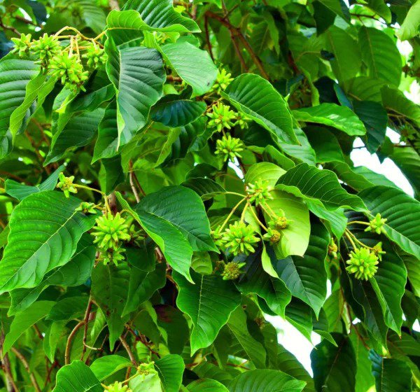 Fresh Happy Tree Seeds For Planting (30 Seeds) Camptotheca Acuminata Garden