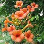 Fresh Yunakesa 25 Seeds Orange Hummingbird Trumpet Creeper Campsis Radicans Vine Flowe Garden