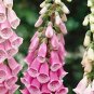 Fresh Foxglove Flower Seeds For Planting Over 1 000 Seeds Of Mixed Color Foxglove Garden