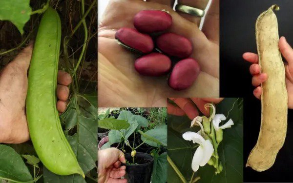 Fresh Giant Sword Jackbean 4 Seeds To Grow Canavalia Gladiata Huge Footlong Bean Garden
