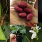 Fresh Giant Sword Jackbean 4 Seeds To Grow Canavalia Gladiata Huge Footlong Bean Garden
