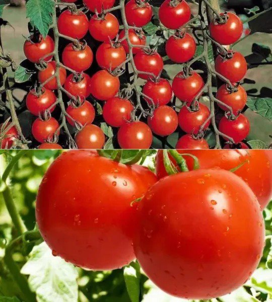 Fresh 320+ Cherry Tomato Seeds For Planting1 Garden
