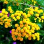 Fresh 200 Tansy Herb Seeds For Planting Excellent Cut Flower Used For Essential Oil Garden